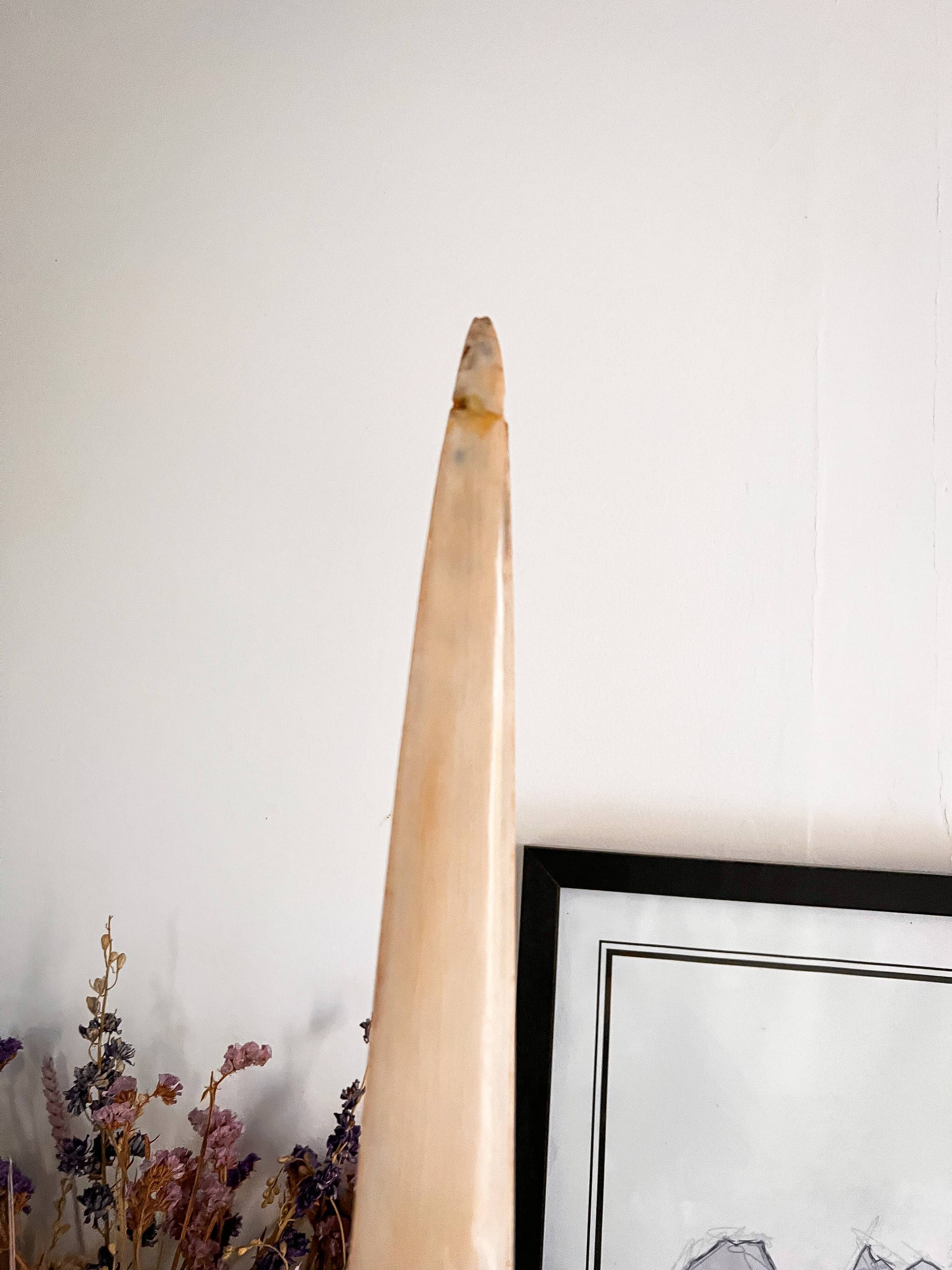 Swordfish tusk on base