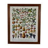 Framed 1900 engraving