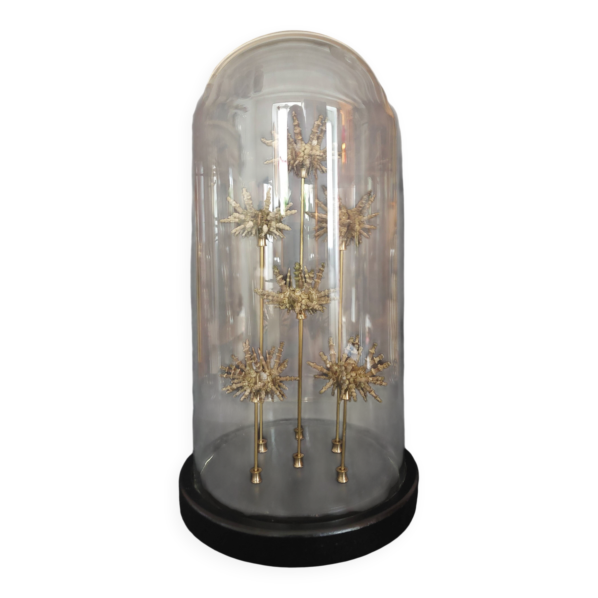Cabinet of Curiosities globe with sea urchins Plococidaris verticillata