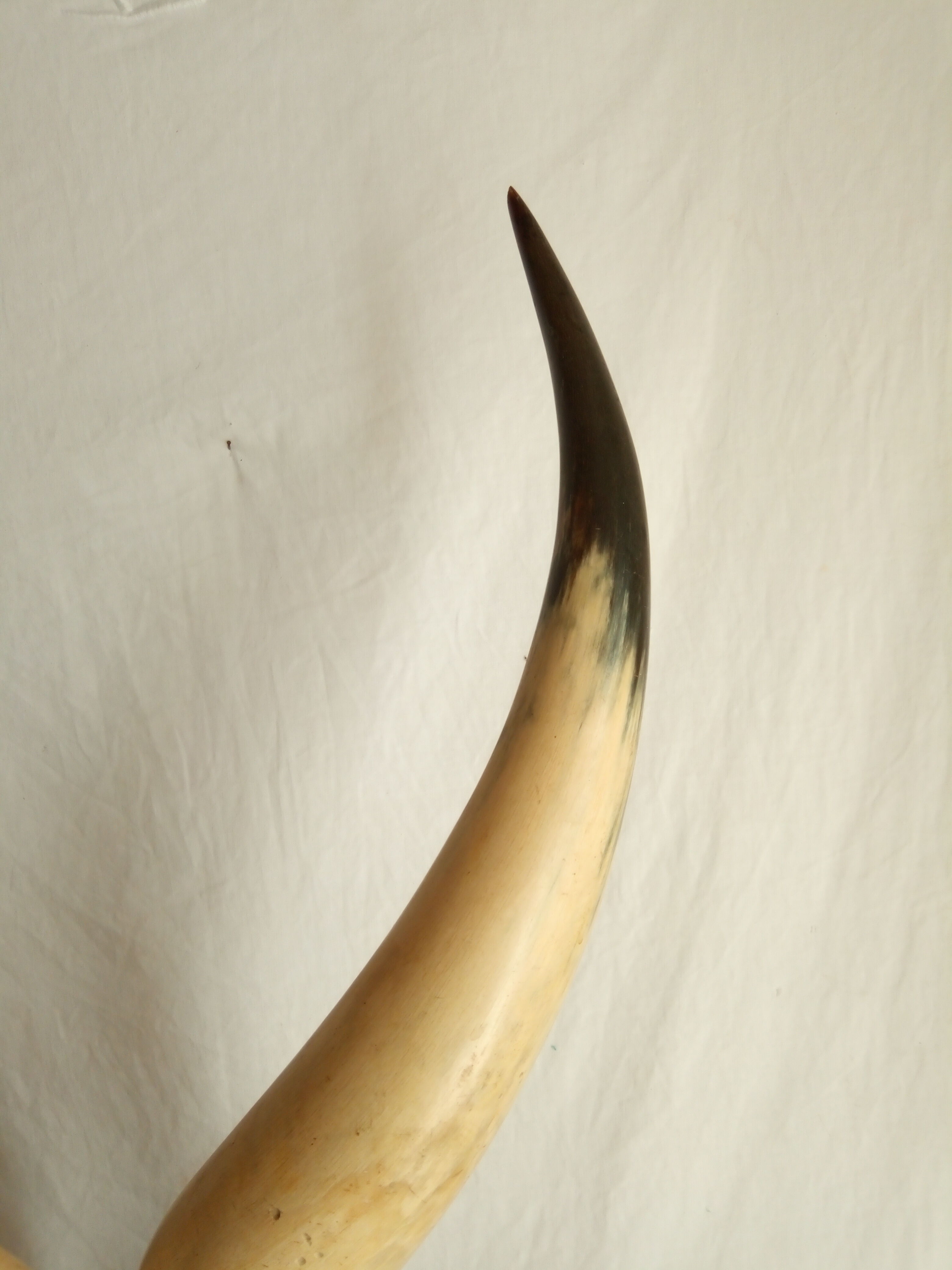 Pair of horns mounted on a pedestal