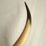 Pair of horns mounted on a pedestal