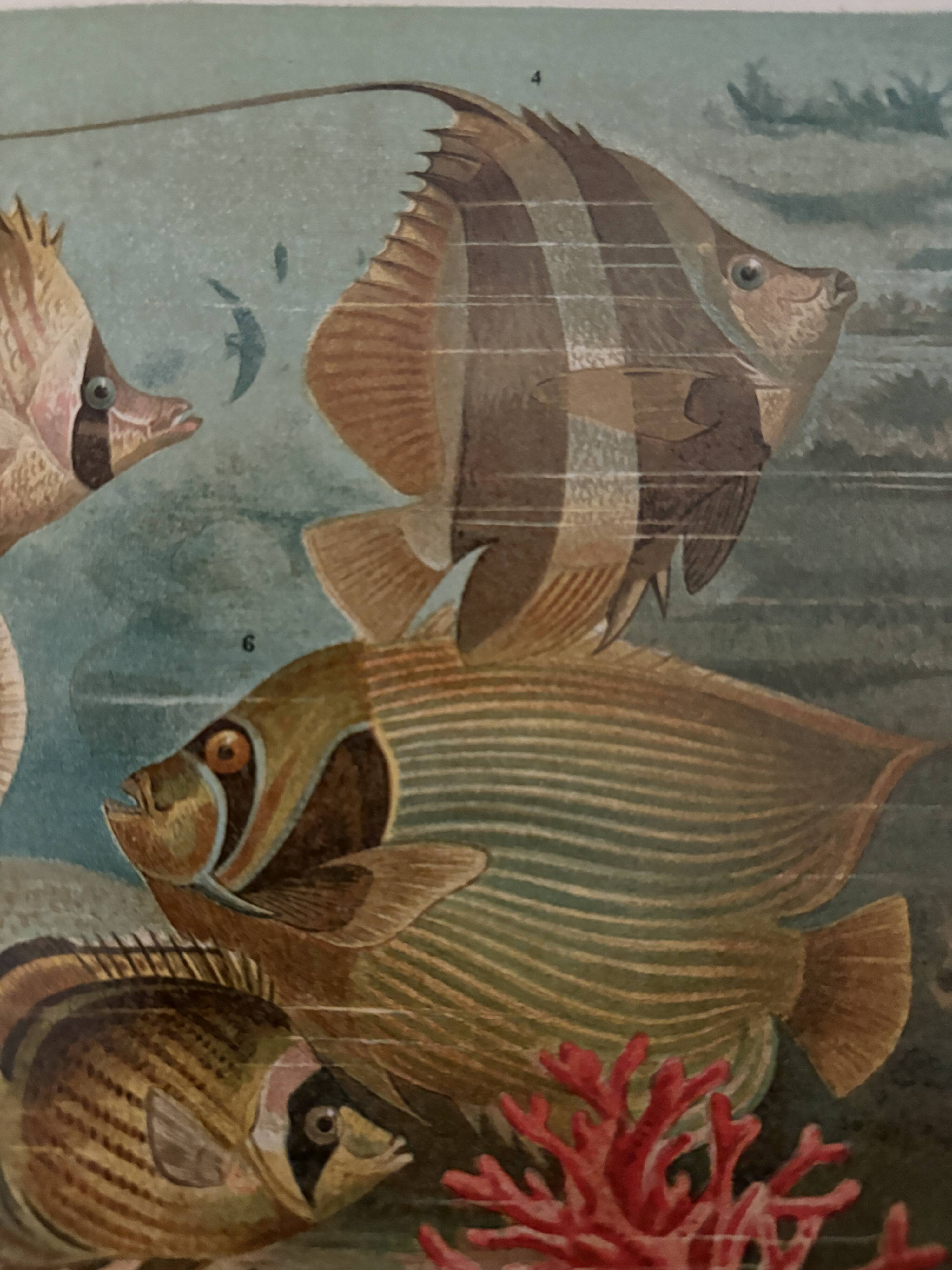 Ancienne gravure sur les poissons (1890)