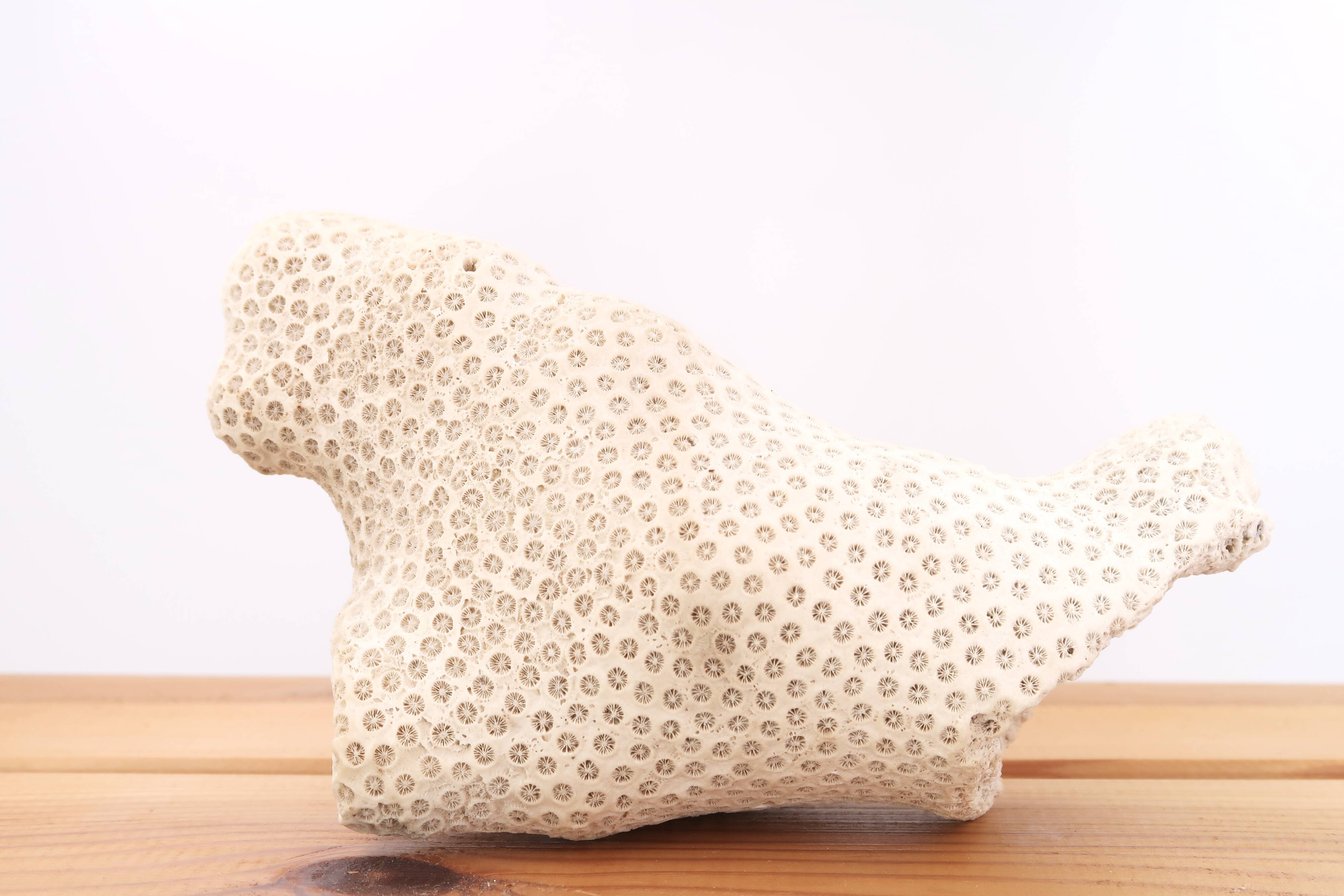 White coral, cabinet of curiosities