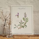 Planche botanique sauge officinale