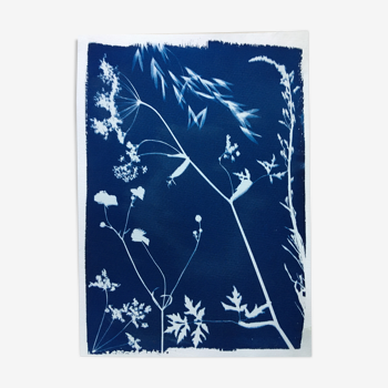 Cyanotype botanique