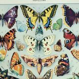 Old engraving 1928, Butterflies of Europe, entomology, insect • Lithograph, original illustration