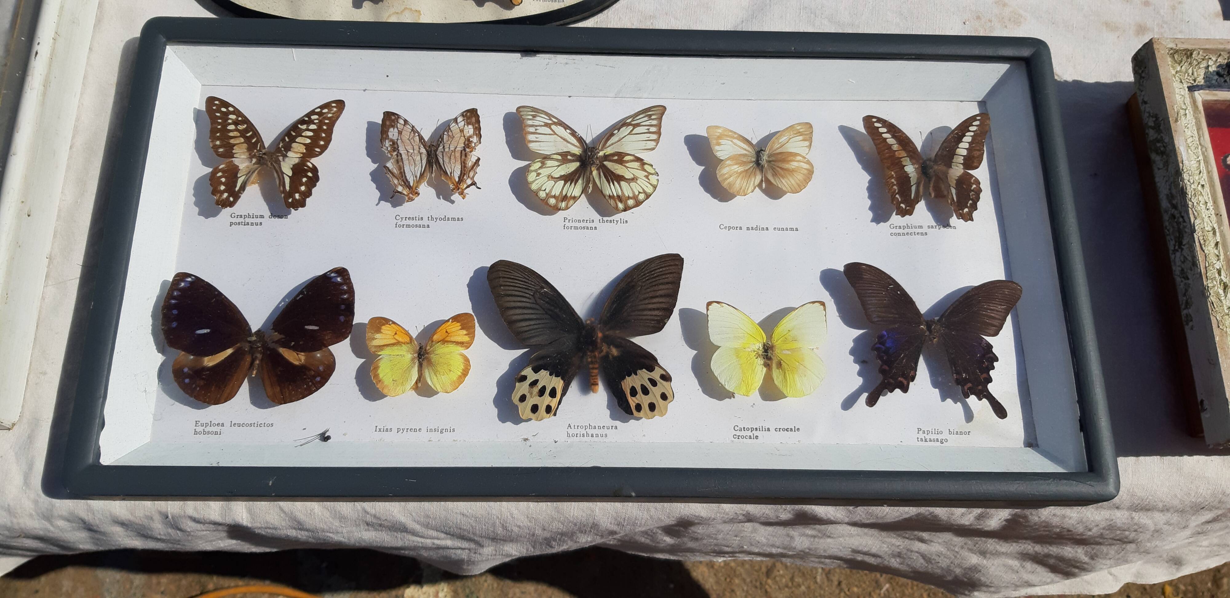 Set of 45 Naturalized Butterflies