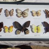 Set of 45 Naturalized Butterflies