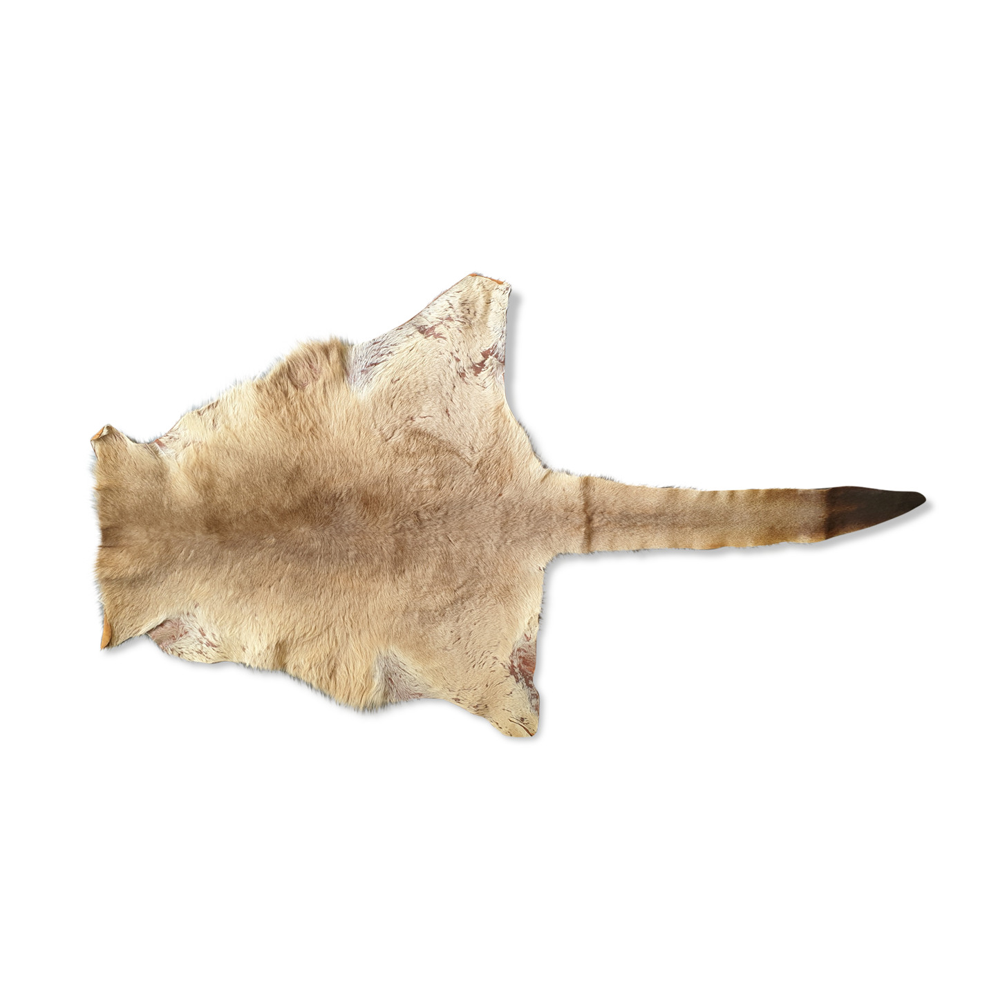 Kangaroo skin