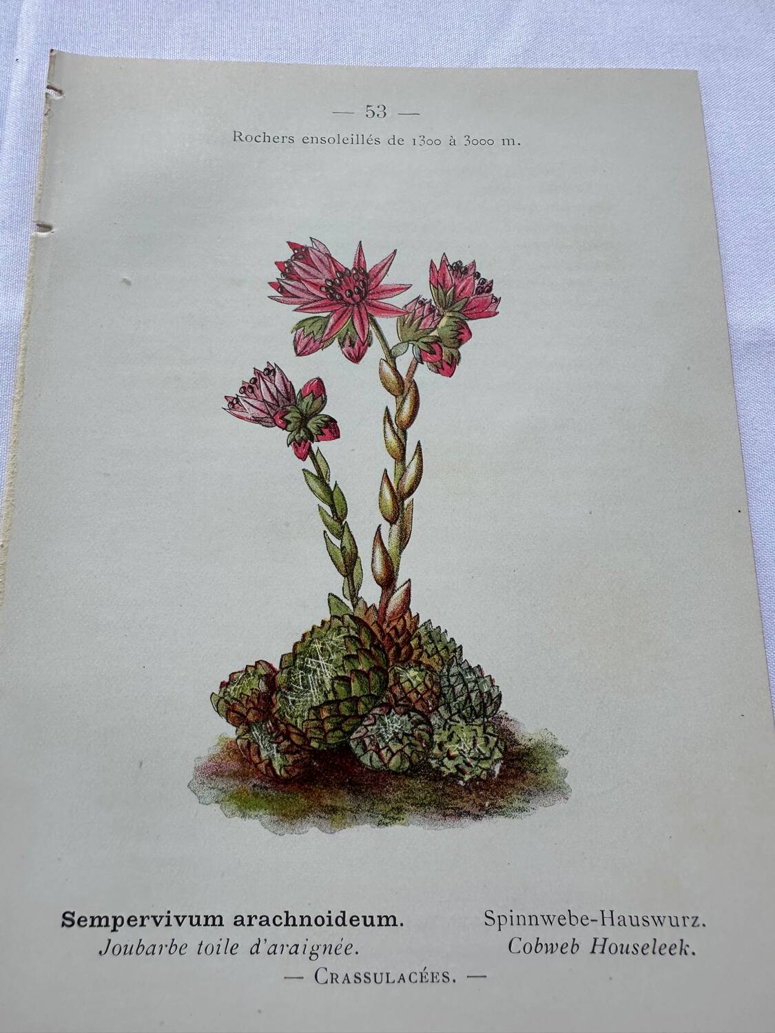Botanical engraving 18th century French naturalist plate double-sided
