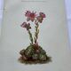 Botanical engraving 18th century French naturalist plate double-sided