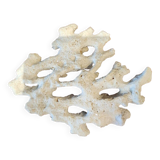 White coral