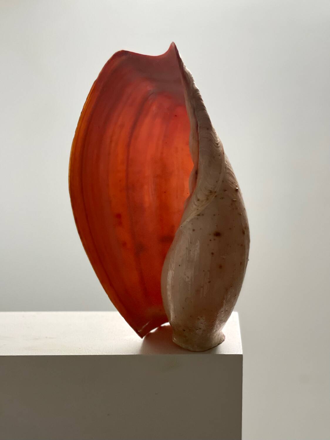 Large Melo Amphora seashell.