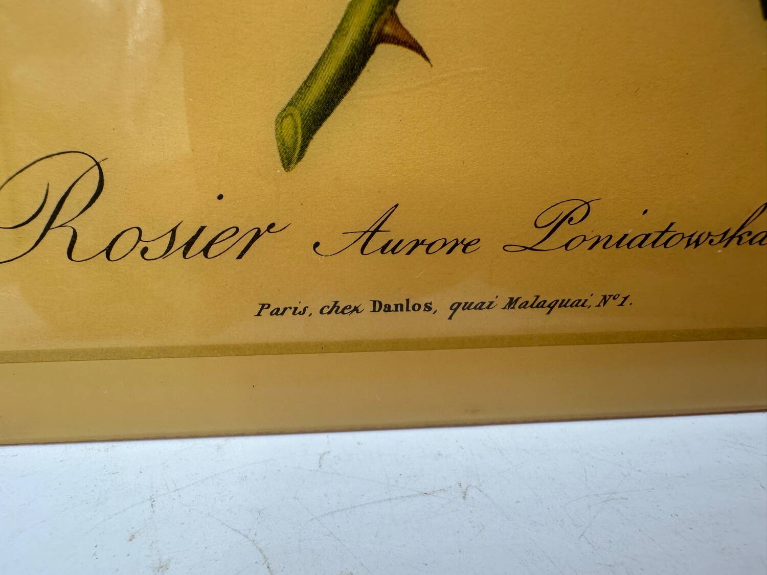 Vintage pink lithograph