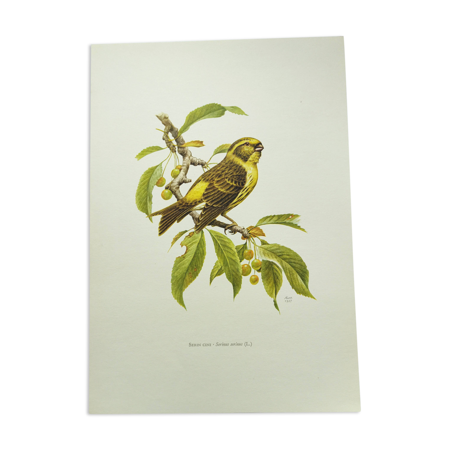 Bird board 1960s - Serin Cini - Vintage zoological and ornithological illustration