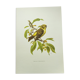 Bird board 1960s - Serin Cini - Vintage zoological and ornithological illustration