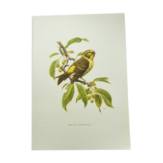 Planche oiseaux Années 1960 - Serin Cini - Illustration zoologique et ornithologique vintage