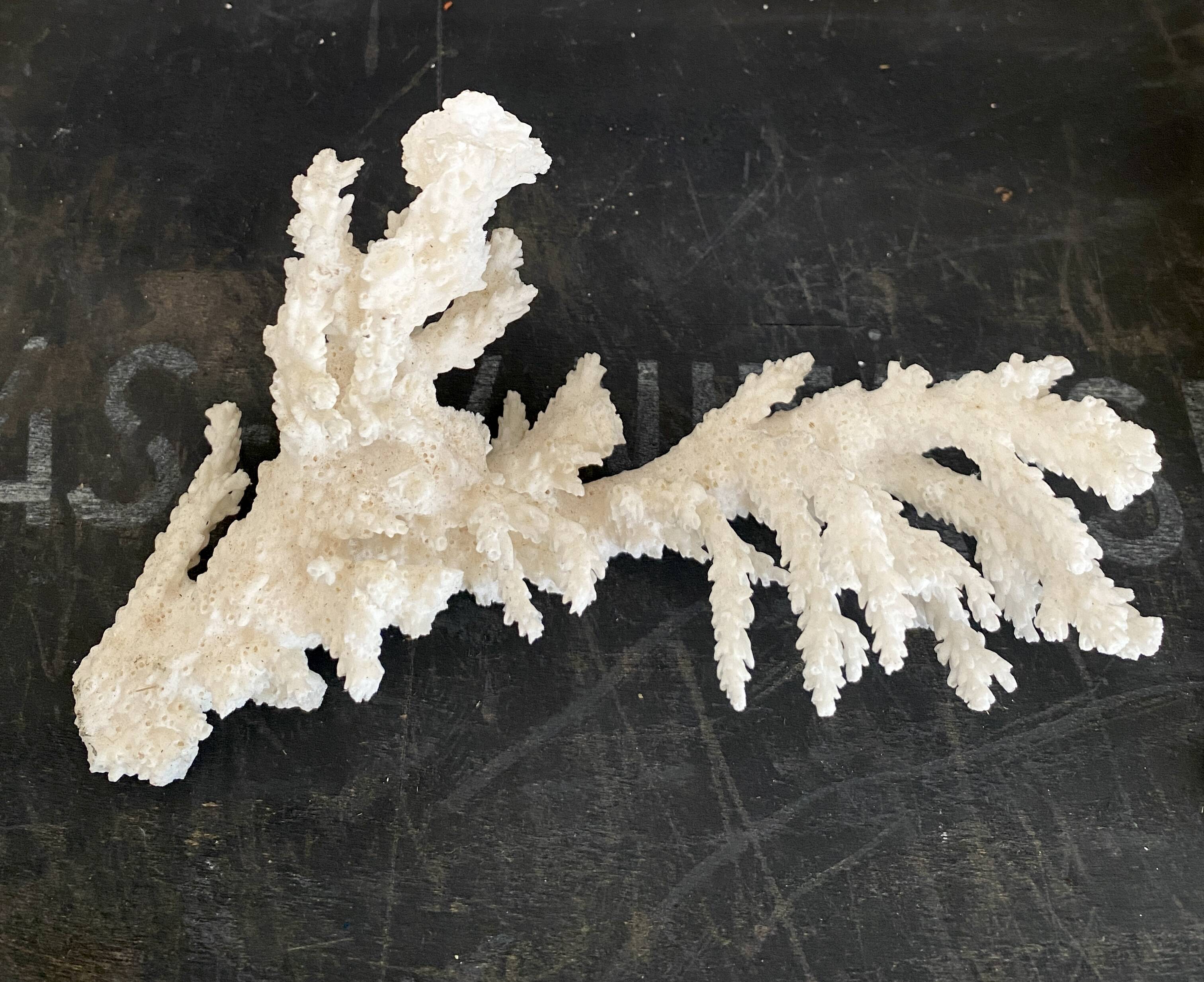 Coral 20 cm cabinet of curiosities