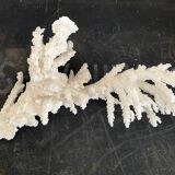 Coral 20 cm cabinet of curiosities