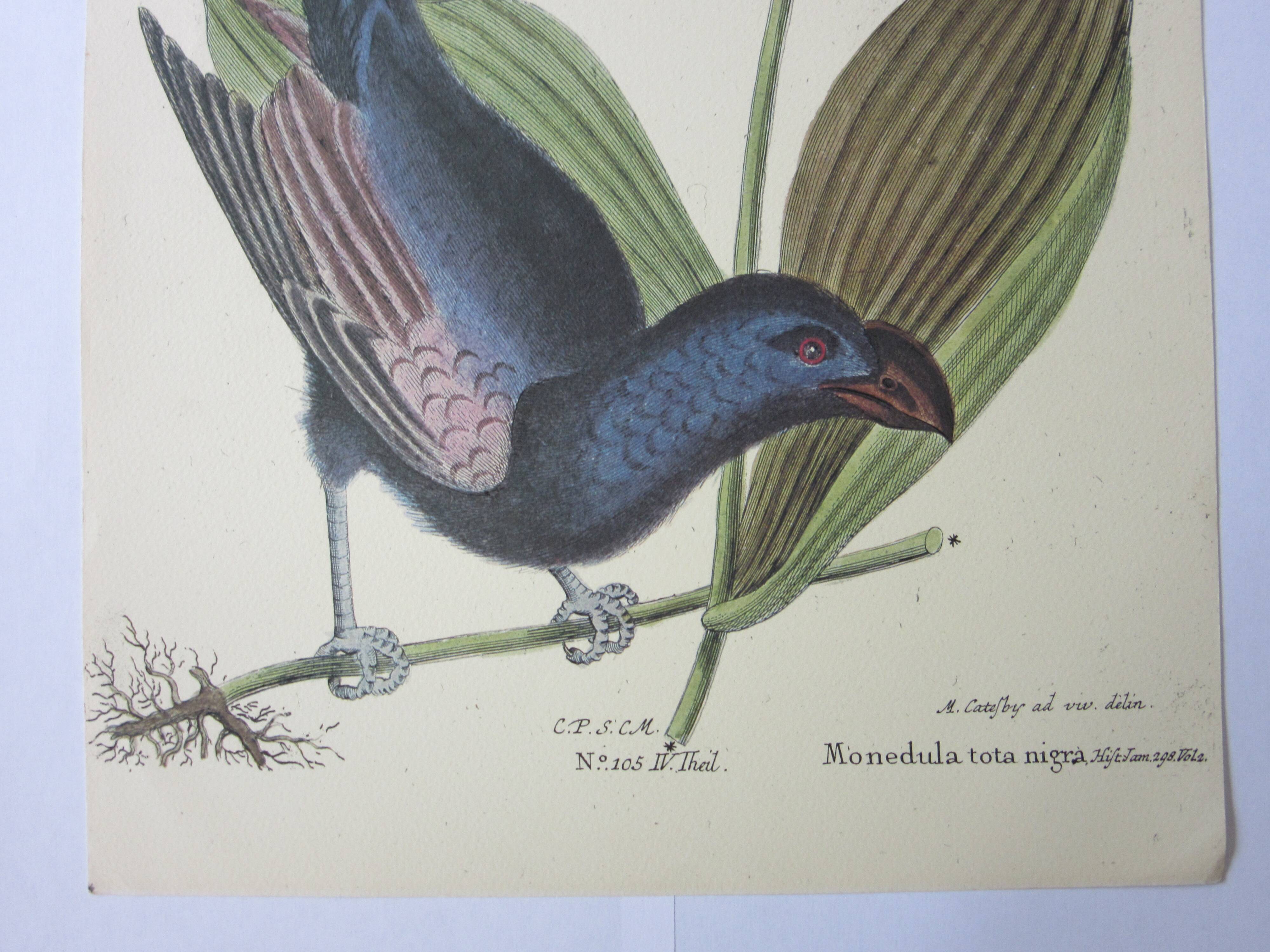 Engraving bird, monedula, repro Catesby/Seligmann