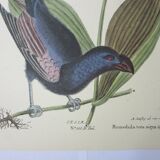 Engraving bird, monedula, repro Catesby/Seligmann