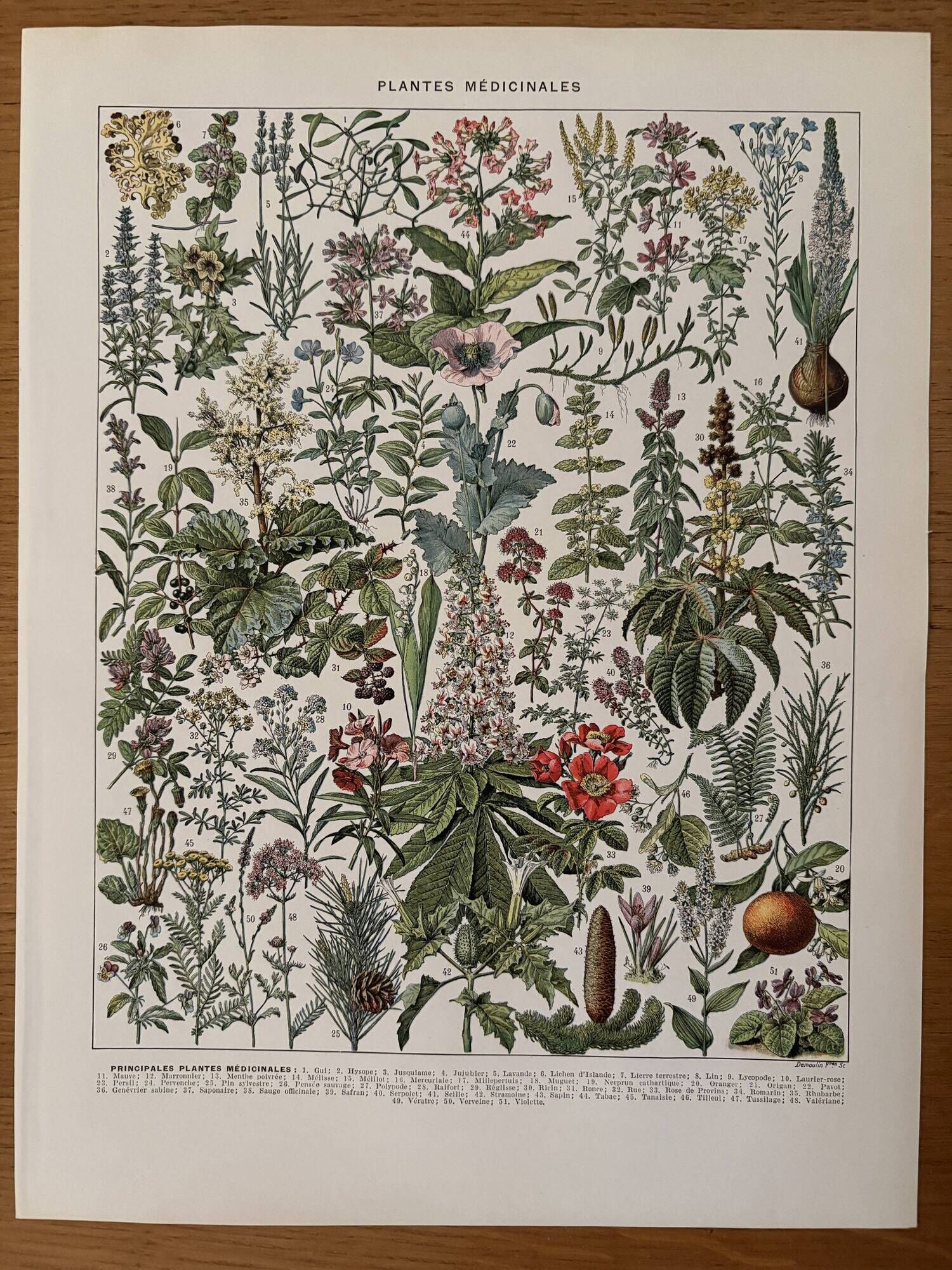 Reserved Anna - Set of 3 illustrated plates on 20th century plants