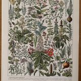 Réservé Anna - Lot de 3 planches illustrées sur les plantes XXe