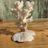 Corail blanc sur socle corail champignon