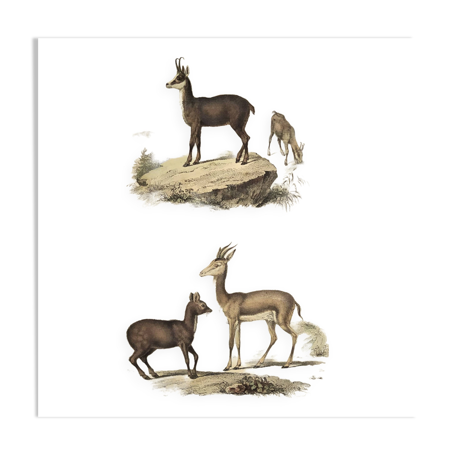 Ornithological Plate Buffon 1838 "Chamois, Musk & Gazelle"