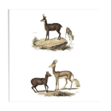 Ornithological Plate Buffon 1838 "Chamois, Musk & Gazelle"