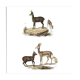 Ornithological Plate Buffon 1838 "Chamois, Musk & Gazelle"