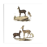 Planche Ornithologique Buffon 1838 "Chamois, Musc & Gazelle"