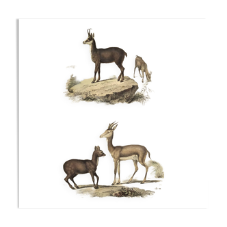 Planche Ornithologique Buffon 1838 "Chamois, Musc & Gazelle"