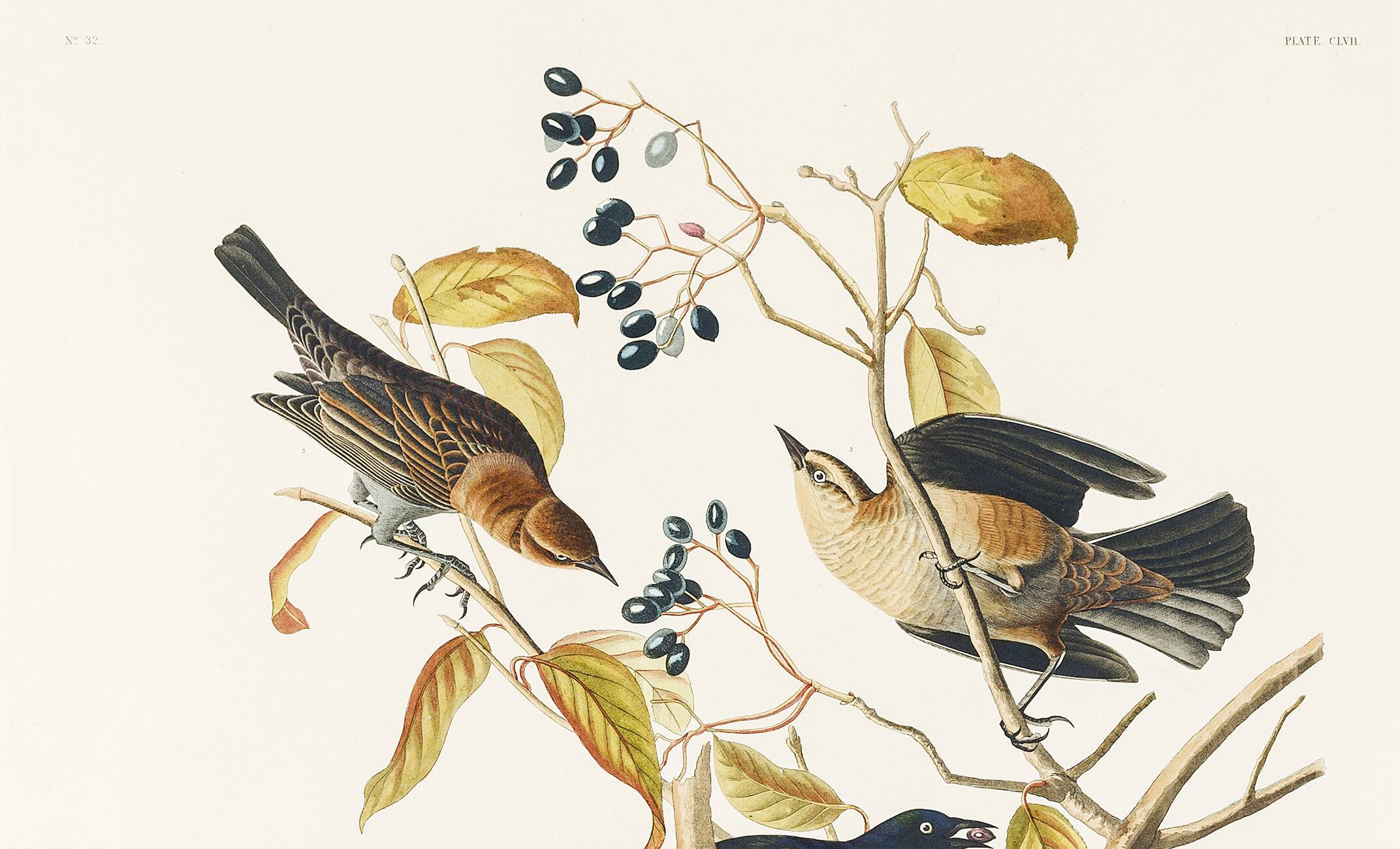 Poster about the Rusty Grackle, after an old engraving from 1827.