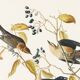 Poster about the Rusty Grackle, after an old engraving from 1827.