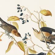 Poster about the Rusty Grackle, after an old engraving from 1827.