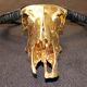 Golden buffalo skull