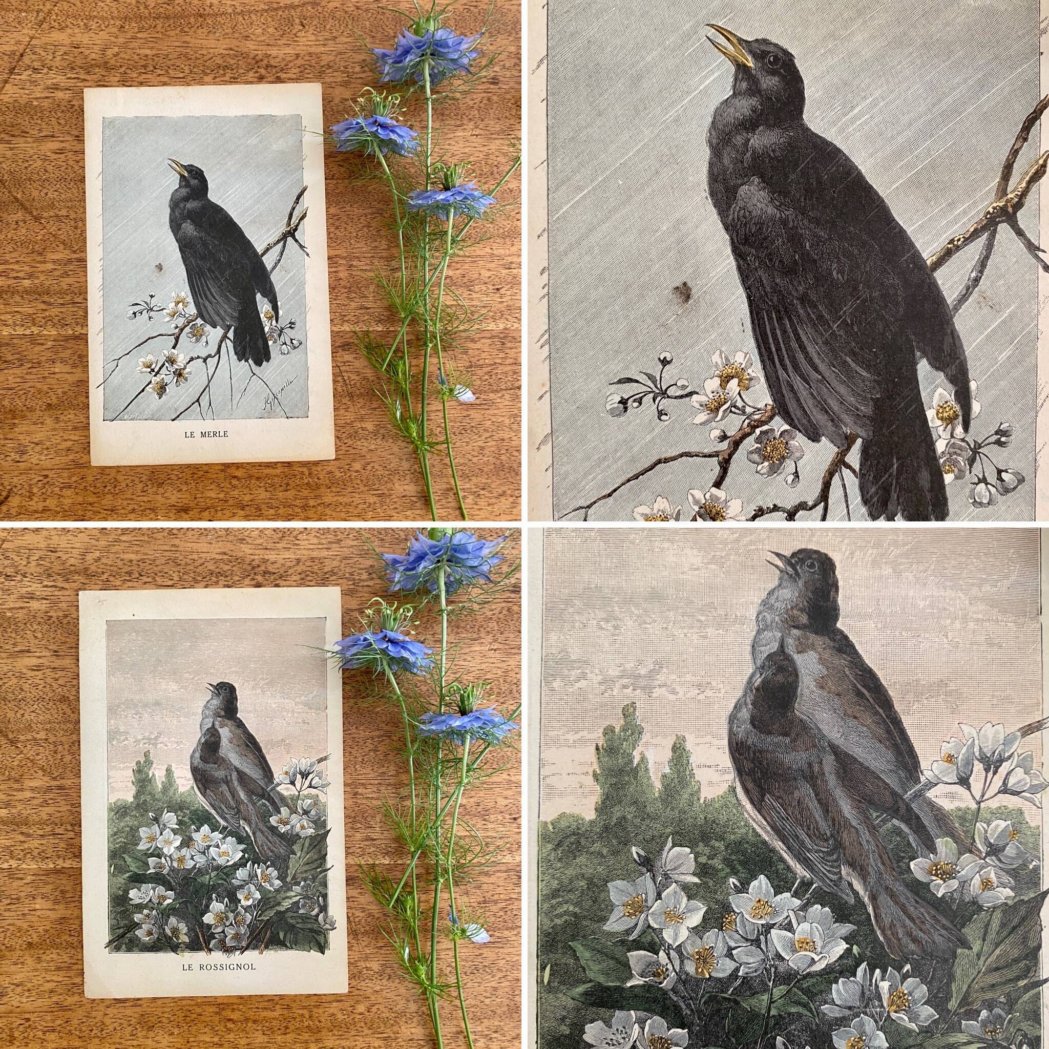 Old engraving of a bird - giacomelli and huyot - le merle -