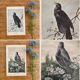 Old engraving of a bird - giacomelli and huyot - le merle -