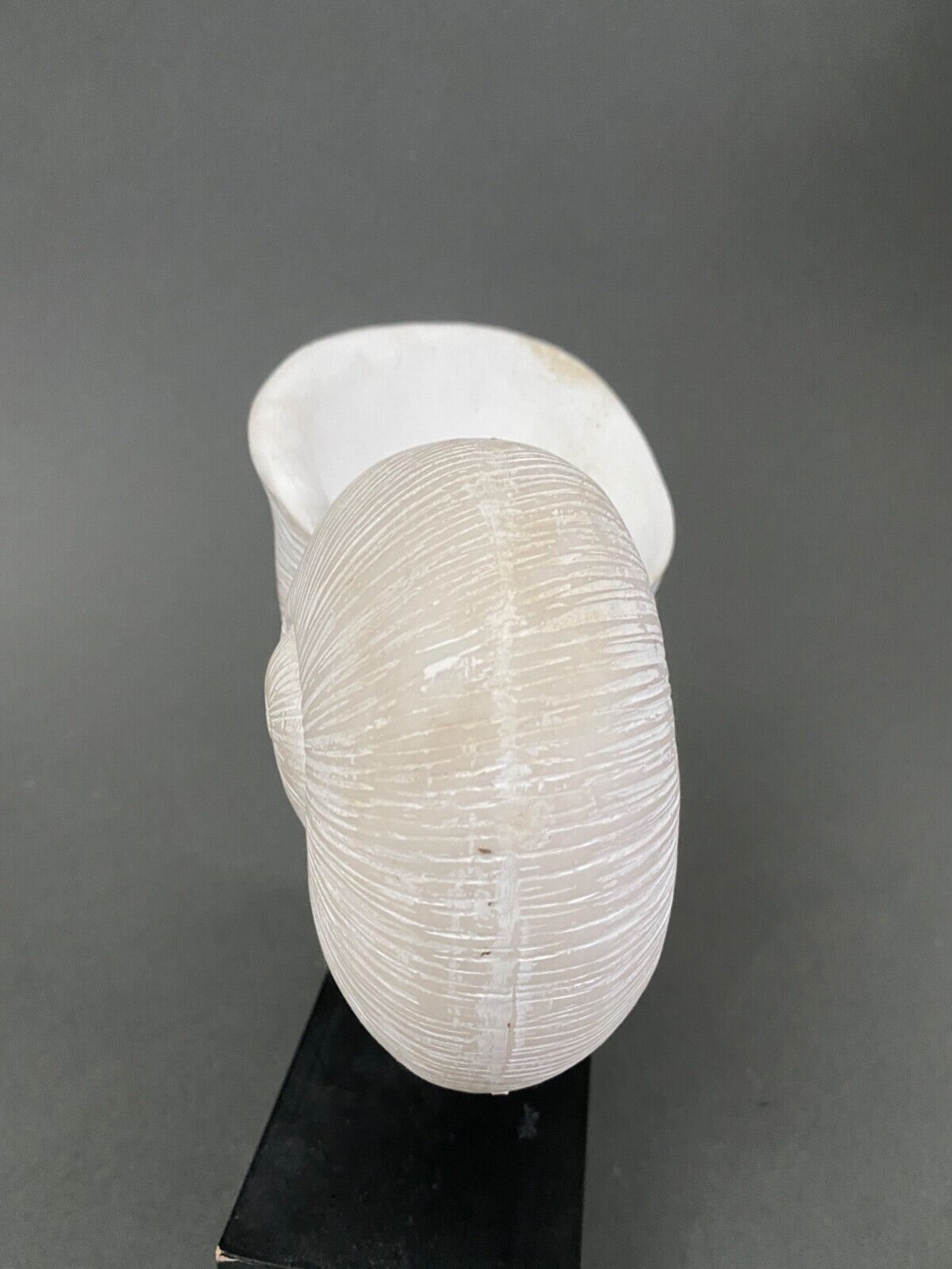 Plaster shell on blackened wooden base cabinet of curiosities XXth