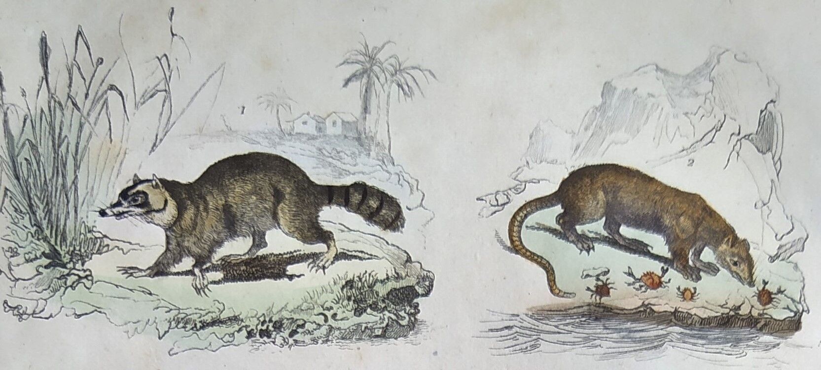 Original zoological board " raton, crabier, raton crabier,... - buffon 1838