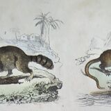 Original zoological board " raton, crabier, raton crabier,... - buffon 1838