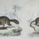 Original zoological board " raton, crabier, raton crabier,... - buffon 1838