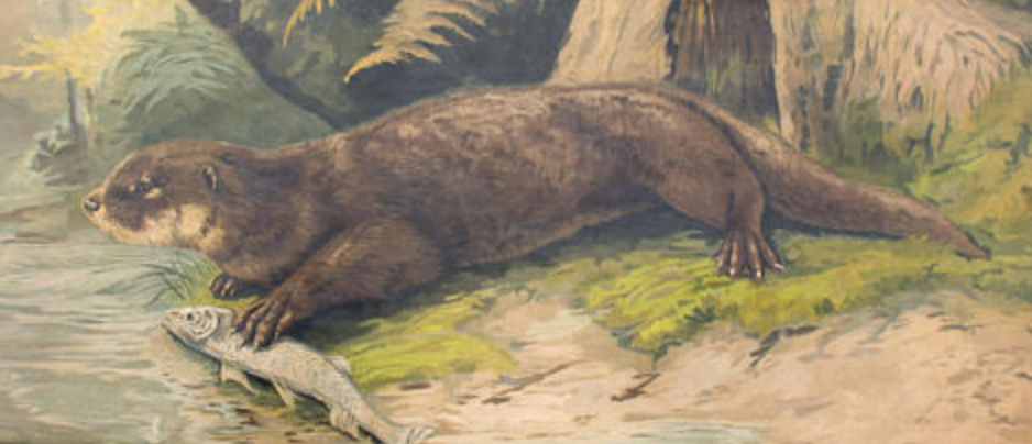 Poster "Otter" educational rack 1891