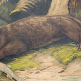 Affiche "Loutre" grille éducatif 1891