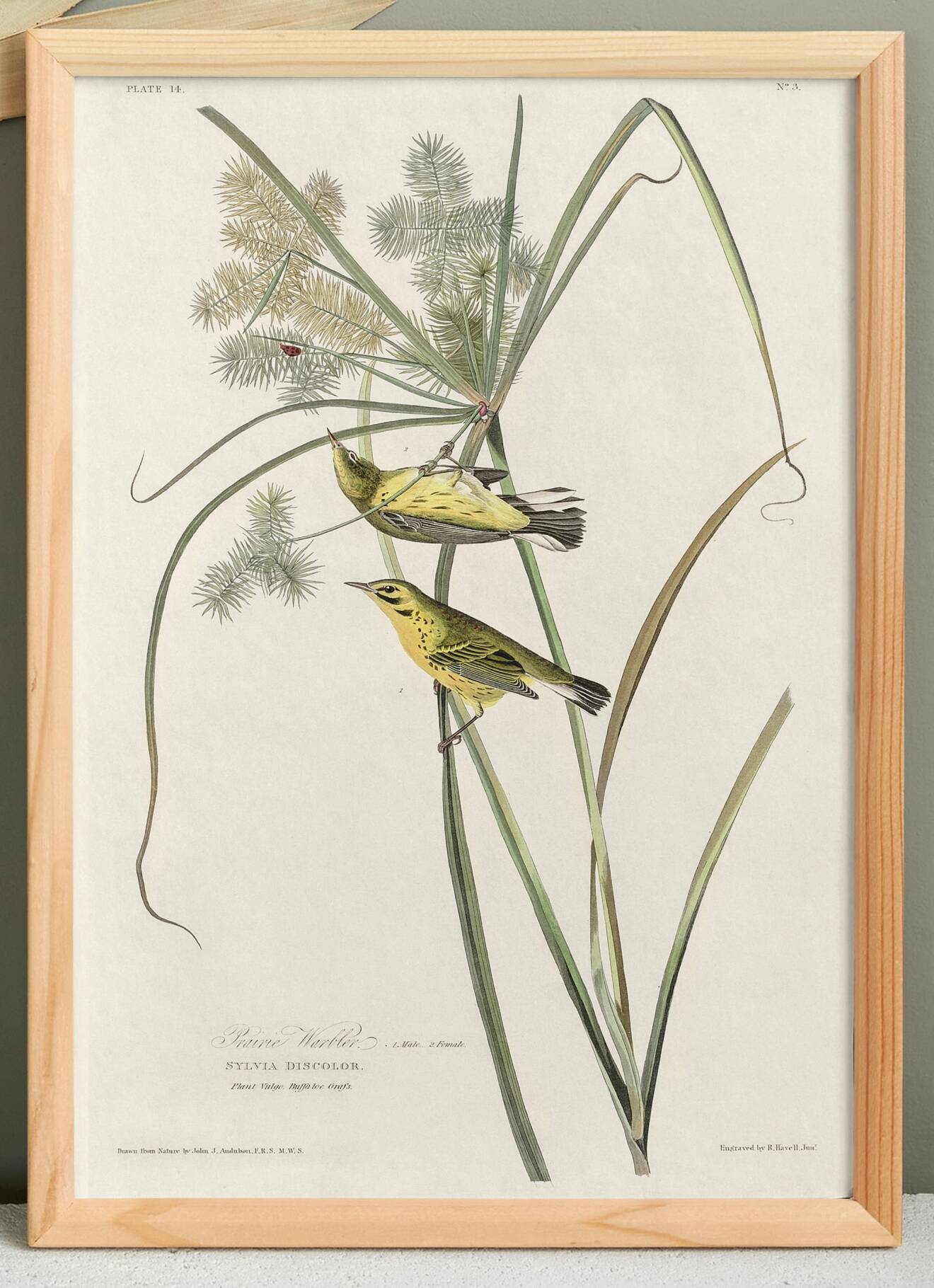 Poster about the Meadow Warbler, after an old engraving from 1827.