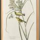 Poster about the Meadow Warbler, after an old engraving from 1827.