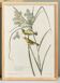 Poster about the Meadow Warbler, after an old engraving from 1827.