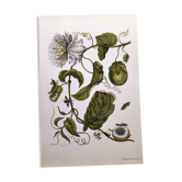 Vintage illustration. Passion flower by Merian - botanical plate
