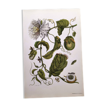 Vintage illustration. Passion flower by Merian - botanical plate